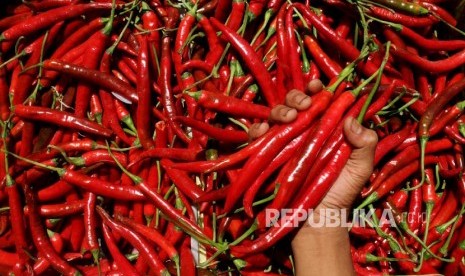 Cabai merah merangkak naik di Provinsi Lampung.