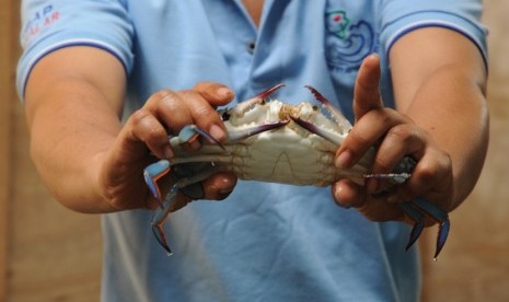 Pembenihan kepiting di Balai Budidaya Air Payau (BBAP) Takalar, Sulawesi Selatan.  