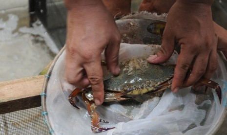 Kementerian Kelautan dan Perikanan (KKP) melalui Balai Besar Perikanan Budidaya Air Payau (BBPBAP) Jepara memberikan dukungan benih kepiting sebanyak 102.800 ekor untuk mendorong kegiatan usaha yang tergolong baru yakni budidaya kepiting di tambak. 