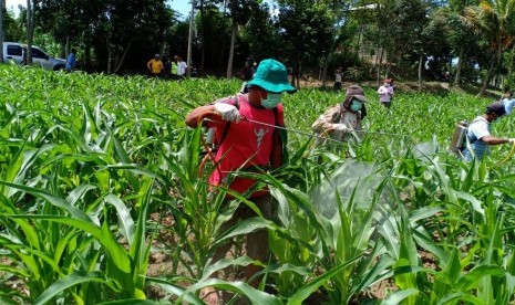 Pemberian pestisida pada jagung untuk mencegah hama