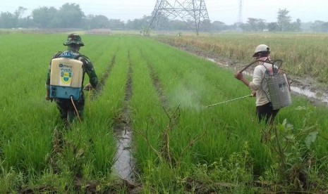 Pemberian pupuk dan pestisida