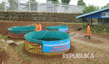 Pembibitan lele sangkuriang, di Lapas Kelas III Warungkiara, Kabupaten Sukabumi.                       