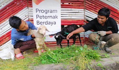 Pembinaan Peternak Domba. Rumah Zakat memberi pembinaan kepada peternak domba desa berdaya.