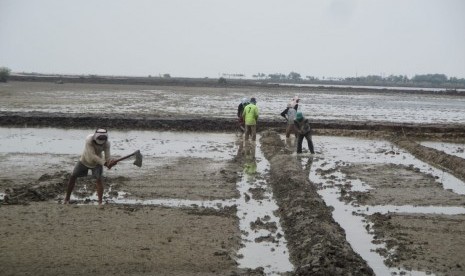 Pembudidaya garam di Desa Ciparage Jaya, Kecamatan Tempuran, sedang mengolah lahan untuk persiapan tanam garam 2018. 