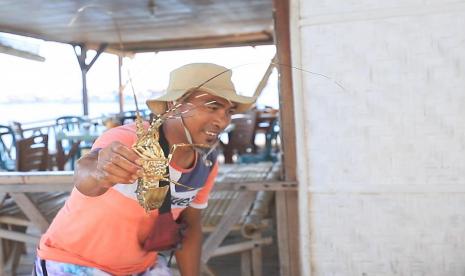 Pembudidaya memperlihatkan lobster yang baru dipanen di Teluk Ekas, Lombok Timur, Lombok, akhir pekan lalu.