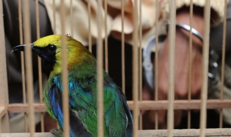 Pemburu dan barang bukti burung Murai Ranting hasil penangkapan di kawasan Taman Nasional Gunung Leuser (TNGL) ditunjukkan kepada media pada gelar kasus di Balai Besar TNGL, di Medan, Sumatera Utara, Rabu (24/2)