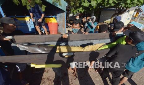 KLHK: Peragaan Lumba-Lumba Keliling tidak Boleh Lagi . Pemerhati satwa dilindungi menggotong lumba-lumba hidung botol (Tursiops truncatus) saat proses evakuasi menuju tempat konservasi di Pantai Mertasari, Sanur, Denpasar, Bali, Selasa (27/4/2021). Balai Konservasi Sumber Daya Alam (BKSDA) Bali mengevakuasi tujuh ekor lumba-lumba hidung botol yang dimanfaatkan untuk pertunjukan atraksi di keramba besar milik salah satu perusahaan di kawasan Pantai Mertasari setelah sempat viral karena aksi artis Lucinta Luna menunggangi lumba-lumba saat berlibur di tempat itu. 