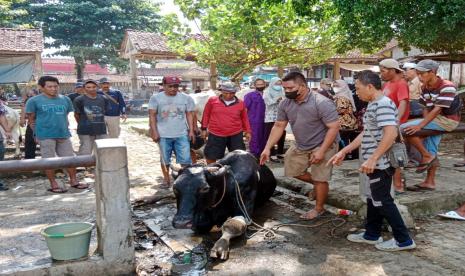 Pemeriksaan PMK pada sapi di Pasar Hewan Ajibarang, Kab. Banyumas. 