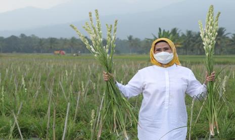 Pemerintah Kabupaten Serang memproyeksikan sejumlah sentra budidaya bunga Sedap Malam menjadi objek wisata alam atau agrowisata. Pembudidaya bunga sedap malam akan diberikan konsep wisata alam yang bisa diminati masyarakat. 