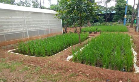 Pemerintah Kota (Pemkot) Administrasi Jakarta Utara melalui Kepala Suku Dinas Ketahanan Pangan, Kelautan dan Pertanian (Sudin KPKP), Unang Rustanto mendukung program smart farming pekarangan pangan lestari (P2L) Kementerian Pertanian (Kementan).