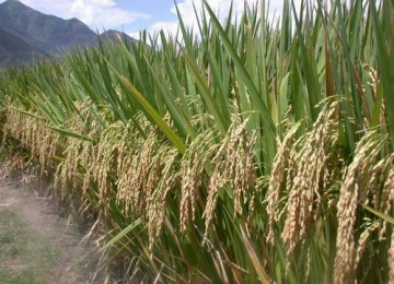 Pemerintah diminta membeli hasil panen petani 