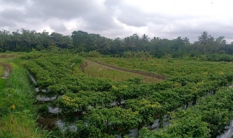 Pemkab Sleman menyebut produksi cabai di Sleman tidak pernah kosong karena pihaknya sudah memetakan dan mengatur pola tanam