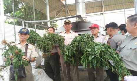 Pemusnahan bibit dan tanaman cabai ilegal yang mengandung bakteri, Instalasi Karantina Balai Besar Karantina Pertanian Soekarno-Hatta, Kamis (8/12).