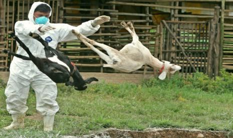 Pemusnahan hewan ternak yang terinfeksi bakteri Brucella sp, penyebab penyakit Brucellosis.