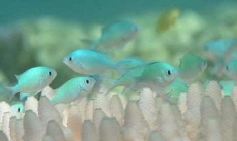 Pemutihan terumbu karang yang sangat luas terjadi di Great Barrier Reef.