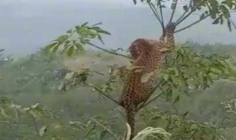 Penampakan macan tutul di Desa Sagara, Kecamatan Cibalong, Kabupaten Garut. 