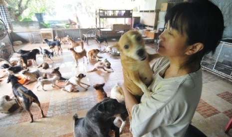 Penampungan anjing terlantar