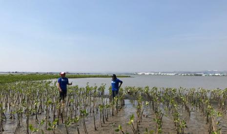 Penanaman bibit mangrove (ilustrasi) 