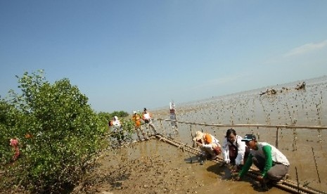 Penanaman bibit Manggrove, Muara Bendera, Bekasi, belum lama ini