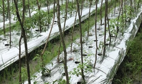 Penanaman hortikultura di lahan rawa di Kalimantan Selatan