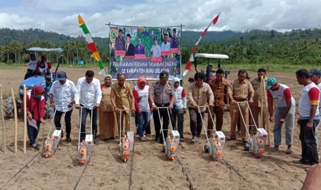 Penanaman perdana tanaman jagung di Kabupaten Buru Selatan