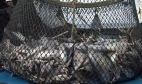 Potensi Ikan Tuna Segar Biak Datangkan Devisa Rp 17 Triliun