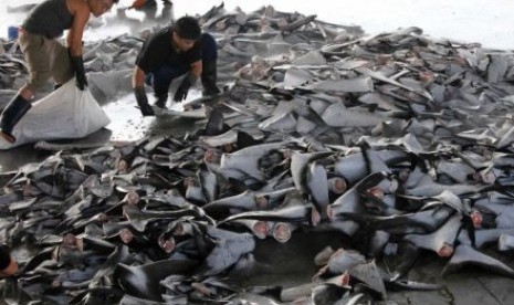 Illegal hunt of shark fins. (File photo)