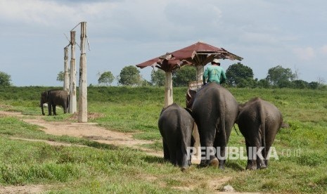 Penangkaran Gajah, Taman Nasional Way Kambas (TNWK), Lampung, (20/3). 