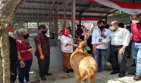 Penangkaran Rusa Timorensis di Taman Keanekaragaman Hayati (Kehati) Kabupaten Indramayu, diresmikan Bupati Indramayu, Nina Agustina, Selasa (17/8). 