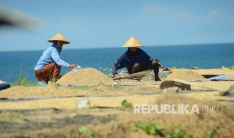 Penduduk memisahkan gabah hampa dan isi dengan menggunakan angin laut di pinggir Pantai Pamayangsari, Desa Sindangkerta, Kecamatan Cipatujah, Kabupaten Tasikmalaya. (Republika/Edi Yusuf)