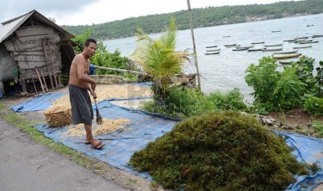 Penduduk menjemur rumput laut di Pulau Nusa Lembongan, Bali, Sabtu (21/12).   (Republika/Edi Yusuf)