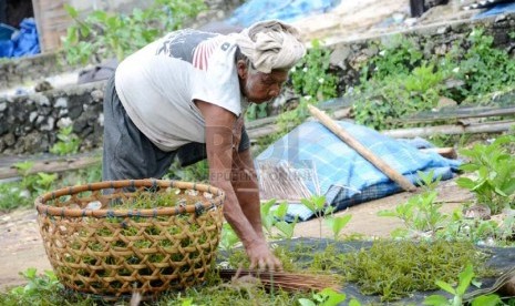 Penduduk menjemur rumput laut di Pulau Nusa Lembongan, Bali, Sabtu (21/12).   (Republika/Edi Yusuf)