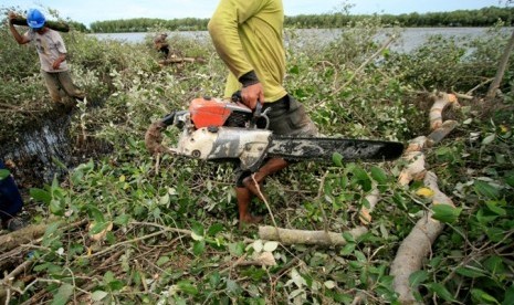 Penebangan Hutan Bakau. Indonesia miliki hutan bakau terluas sekaligus terusak di Asia Tenggara