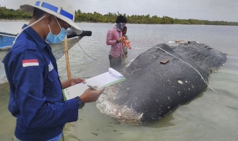 Peneliti mengumpulkan data dari bangkai paus yang terdampar di pantai di peraian Taman Nasional Wakatobi di Sultra. Paus sperma ditemukan terdampar pada Ahad (18/11).