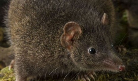   Peneliti meyakini marsupial baru antechinus Tanjung Tasman kehitaman ini terancam punah.