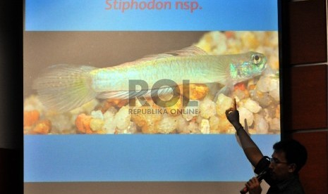 Peneliti Pusat Penelitian Biologi Lembaga Ilmu Pengetahuan Indonesia (LIPI) Amir Hamidy, memaparkan sejumlah temuan Spesies baru yang ditemukan dalam ekspedisi Enggano 2015 di Kantor Pusat LIPI, Jakarta, Kamis (5/11).