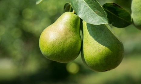 Penelitian mengungkap perempuan dengan bentuk tubuh buah pir memiliki risiko lebih rendah terhadap stroke, diabetes dan serangan jantung.