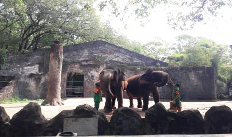 Pengelola Taman Margasatwa Ragunan menggelar simulasi  pada Kamis (11/6). Ragunan akan kembali buka pada Sabtu (20/6) dengan menerapkan protokol kesehatan.