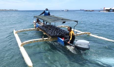 Pengelola wisata membawa media tanam terumbu karang di pantai Bangsring, Banyuwangi, Jawa Timur, Kamis (13/10/2022). Inovasi pembuatan media tanam itu sebagai upaya pelestarian lingkungan zona konservasi terumbu karang di pantai Bangsring seluas 15 hektar. 