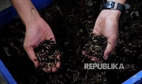 Pengelolaan sampah dengan menggunakan teknologi Black Soldier Fly (BSF) atau larva yang diterapkan Pemkot Surabaya. 