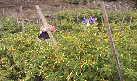 Pengembangan industri komoditas hortikultura amat menjanjikan. Pasalnya, buah-buahan maupun sayuran dikonsumsi setiap hari oleh jutaan masyarakat. Salah satunya adalah cabai. Sebagai komoditas strategis hortikultura, prospek 