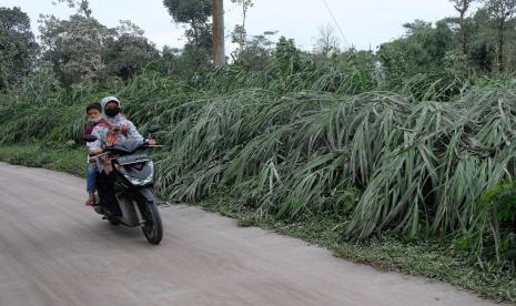 Pengendara melintas di jalan yang diselimuti abu vulkanik erupsi gunung Merapi di Desa Babadan, Dukun, Magelang, Jawa Tengah, Kamis (10/3/2022). Gunung Merapi mengalami erupsi pada Rabu (9/3/2022) pukul 23.30 dengan memuntahkan luncuran awan panas sejauh lima kilometer ke arah tenggara dan sebaran abu vulkanik ke arah barat daya di wilayah kabupaten Magelang. 