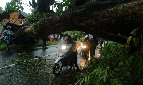 Pohon yang tumbang menimpa jalan (ilustrasi)