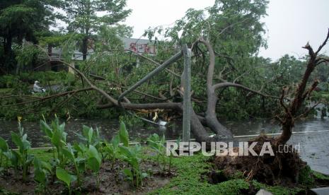 Pengendara motor melintasi pohon tumbang yang menutup ruas jalan (ilustrasi)