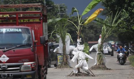 Pengendara sepeda motor melintas di jalan rusak yang ditanami tanaman pisang dan tebu di Desa Janti, Kediri, Jawa Timur, Sabtu (2/4/2022). Warga daerah setempat memberi tanda pada lubang jalan dengan menanam tanaman tebu dan pisang sekaligus memasang baju alat pelindung diri (APD) bekas sebagai bentuk protes karena jalan rusak yang tidak kunjung diperbaiki.