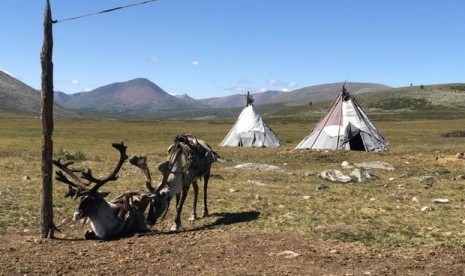 Penggembala rusa di Mongolia. Dua warga Mongolia terkonfirmasi positif mengidap penyakit pes.