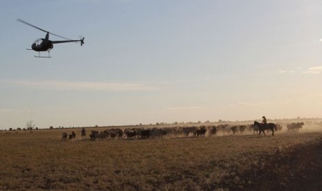 Penggembalaan sapi dengan menggunakan helikopter di Australia.