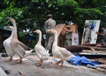 Penggusuran permukiman liar berlangsung di bantaran Kali Sepak, Meruya Selatan, Kembangan, Jakarta Barat, Rabu (6/12). (Republika/Aditya Pradana Putra)