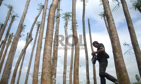Banten Targetkan 50 Ribu Hektare Untuk Penghijauan Republika Online