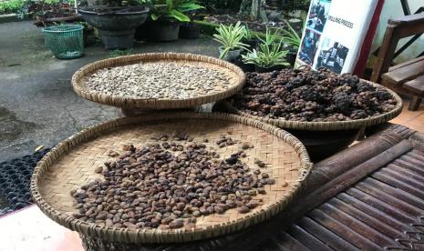 Pengolahan kopi luwak (ilustrasi). Kedutaan Besar RI di Tunisia mengikuti kegiatan pameran pertanian dan pangan di Kota Sfax, Tunisia, untuk mempromosikan dan mendorong ekspor produk kopi Indonesia ke Tunisia.